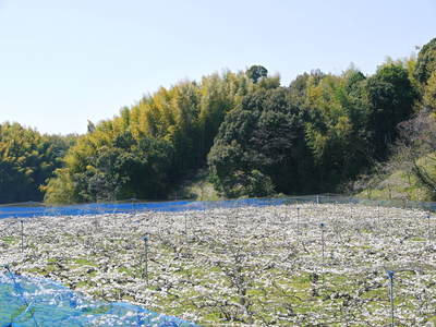 熊本梨 本藤果樹園 満開の花と摘花作業_a0254656_1915584.jpg