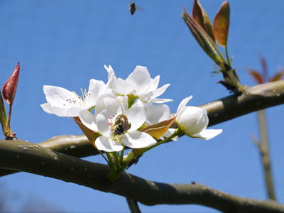 熊本梨 本藤果樹園 満開の花と摘花作業_a0254656_1958018.jpg