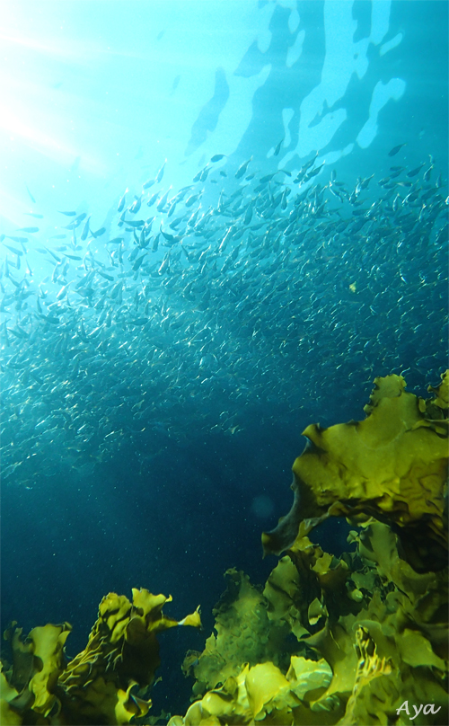 e0158261_1232214.jpg