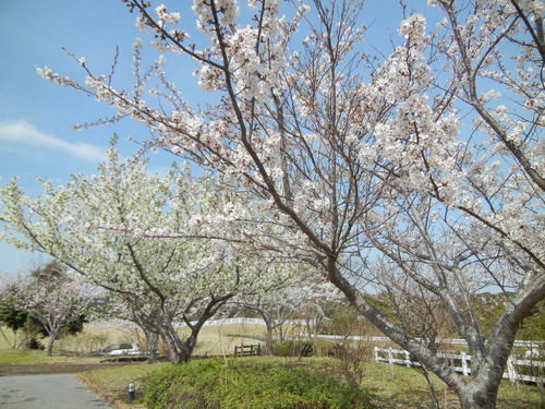 ’14,4,2(火)桜づくしと「心ちゃんを探せ!」_f0060461_1054795.jpg