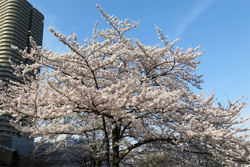 佃の桜_e0216762_14401661.jpg