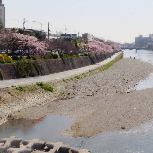 京都さくらたより 2014 _b0153663_18294198.jpg