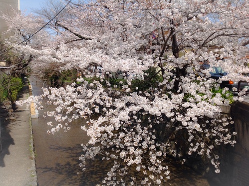 京都さくらたより 2014 _b0153663_1853757.jpg