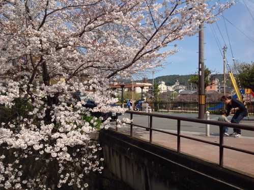 京都さくらたより 2014 _b0153663_1865222.jpg