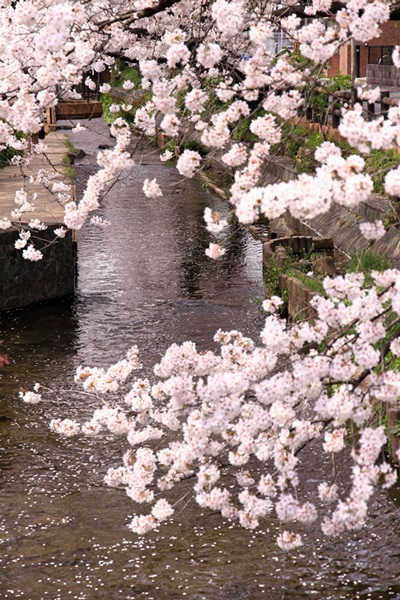 水辺の桜_a0311165_21124283.jpg