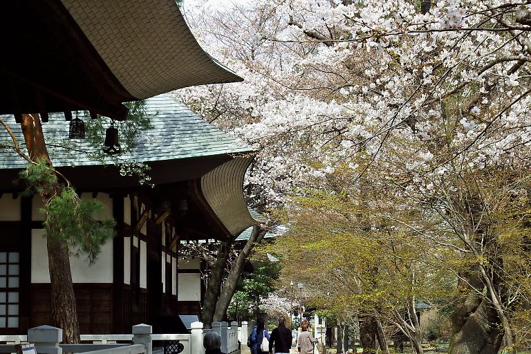 世田谷　浄真寺（３月２９日）_c0057265_316492.jpg