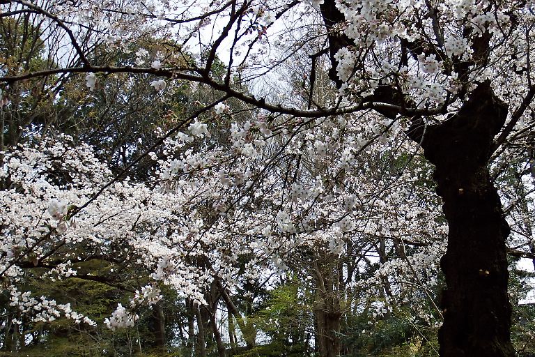 世田谷　浄真寺（３月２９日）_c0057265_31694.jpg