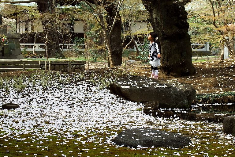 世田谷　浄真寺（３月２９日）_c0057265_3193172.jpg