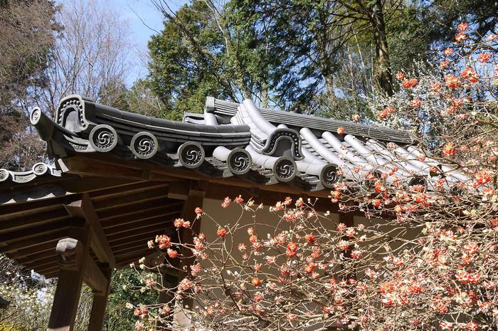 岩船寺　浄瑠璃寺の春景色。。。。。_c0220065_22451463.jpg