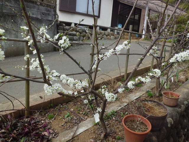 ソルダムの花～今年は　凄いことに～♪_d0233866_1052736.jpg