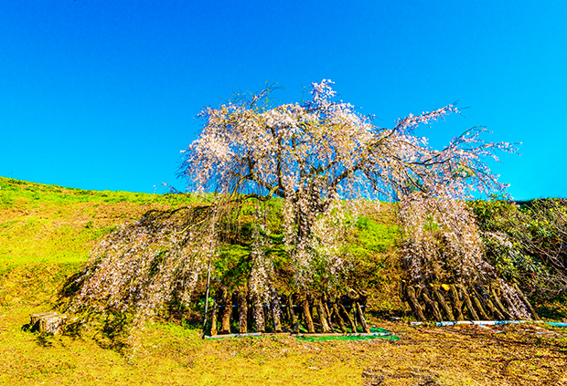 桜_f0165166_1039269.jpg