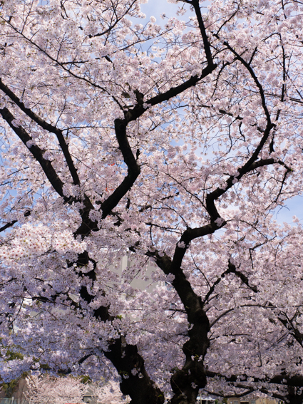 桜満開の靭公園 広小路通散歩 旧御堂筋散歩