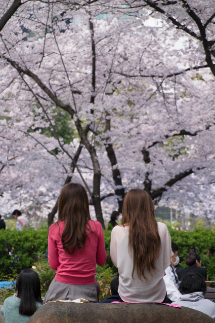 桜満開の靭公園 広小路通散歩 旧御堂筋散歩
