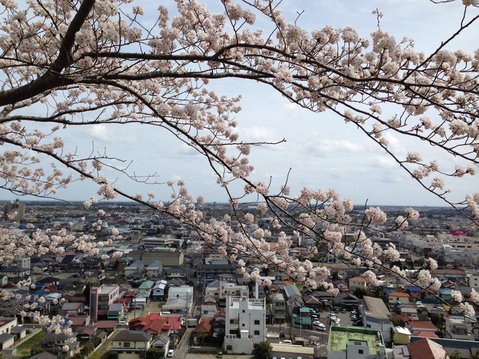 昼休みに、花見散歩。。。ｆ＾＾_c0238971_1422241.jpg