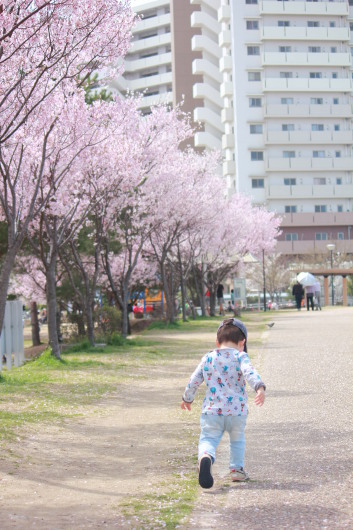 桜さく_b0170373_23263305.jpg