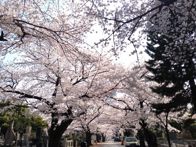 桜に願いを_a0157174_1825124.jpg