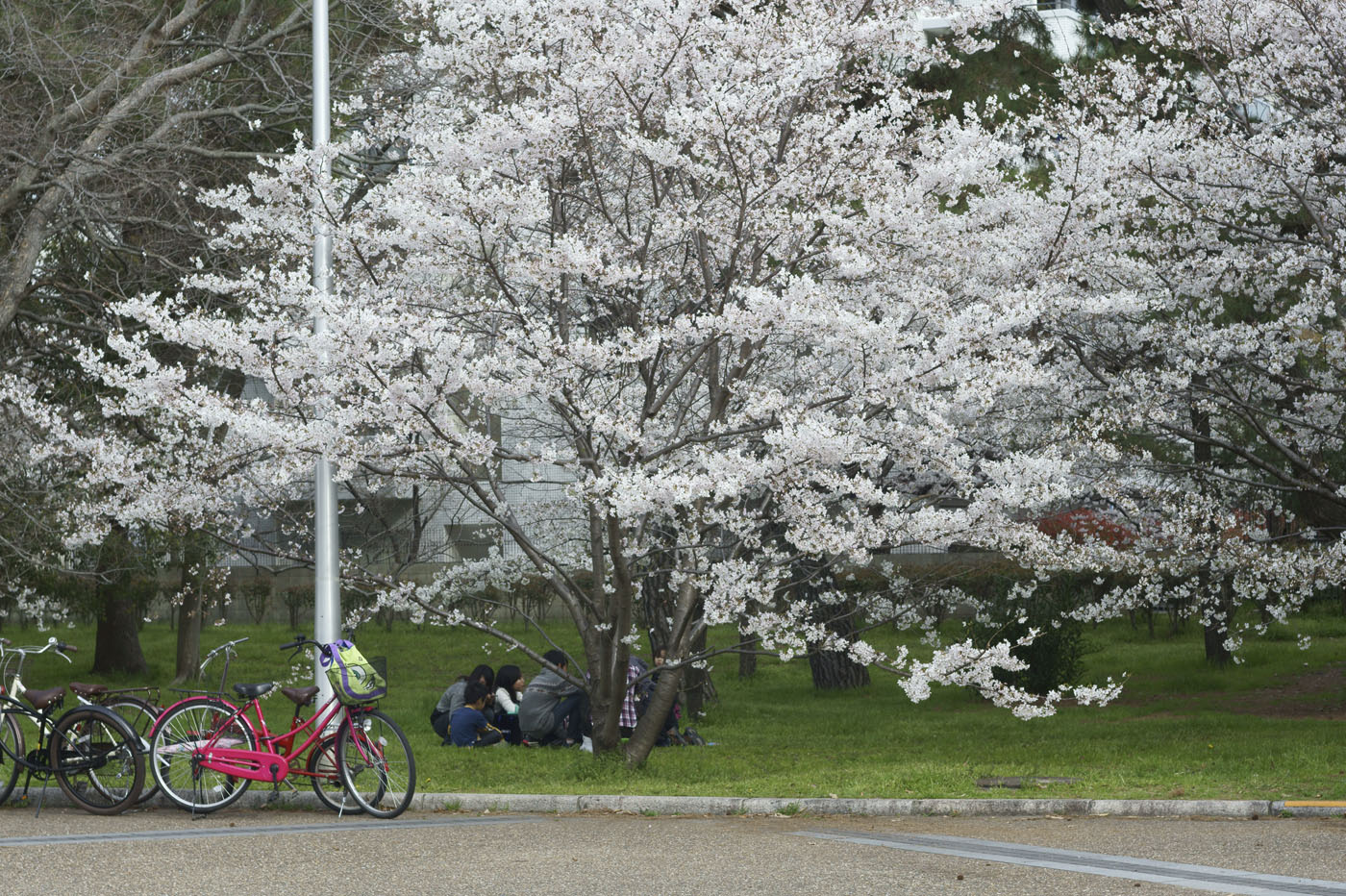 ２０１４、高石の桜、その５。_d0286980_238218.jpg