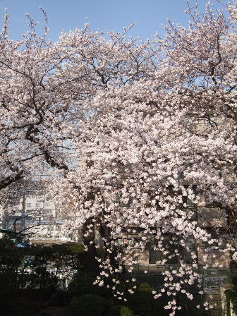 桜、実家の様子。_f0039281_14543556.jpg