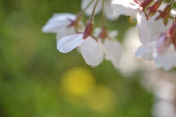 sakura 2014_f0099781_21325063.jpg