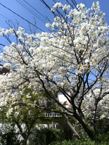 まつしまさんの椎茸とお花見散歩とサトウアキコさん納品とひよこで検索_b0304983_18254385.jpg