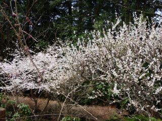 2014年4月2日 創るのねえ_b0098584_1755199.jpg