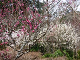 2014年4月2日 創るのねえ_b0098584_17555269.jpg