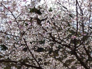2014年4月2日 創るのねえ_b0098584_1755834.jpg