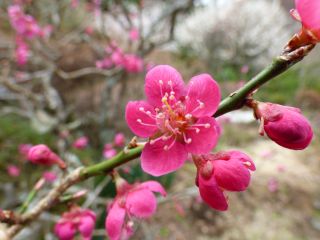 2014年4月2日 創るのねえ_b0098584_17565114.jpg