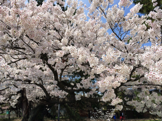 c0132387_18531.jpg