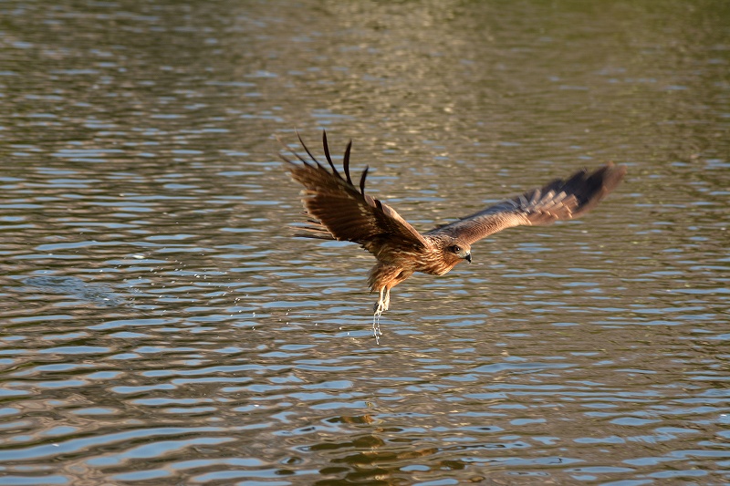 舞鶴公園_e0086887_041530.jpg