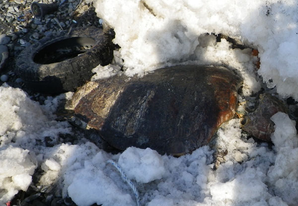 留萌でアカウミガメが漂着_f0159390_118529.jpg