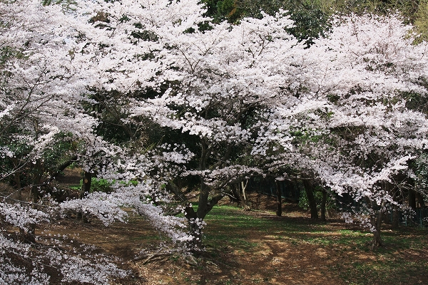 「桜ホルモン♡」_b0156593_18541482.jpg