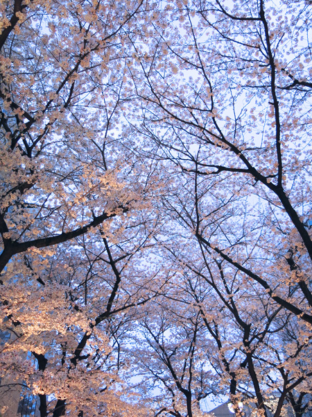 今日も桜。_c0108595_2338467.jpg