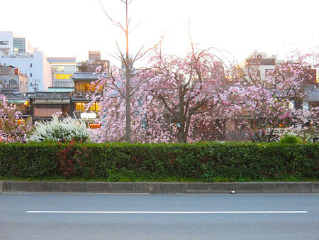 今日も桜。_c0108595_2347732.jpg