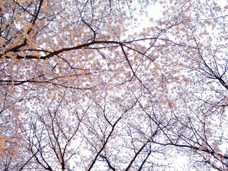 今日も桜。_c0108595_23501124.jpg