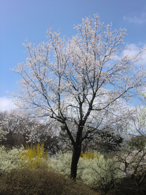 韓国ソウルの春の旅➄昌徳宮のお花見_b0044296_2271694.jpg