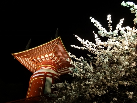 夜桜 2014_a0125598_22590979.jpg