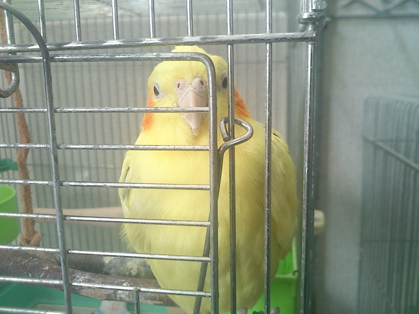 オカメインコの羽が黄色すぎるのはヤバい 鳥と漫画とビーズなオタク 本館 オカメインコの羽が黄色すぎるのはヤバい 鳥と漫画とビーズなオタク 本館