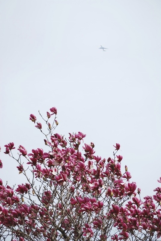 「桜」以外でも・・・_e0025300_16503763.jpg