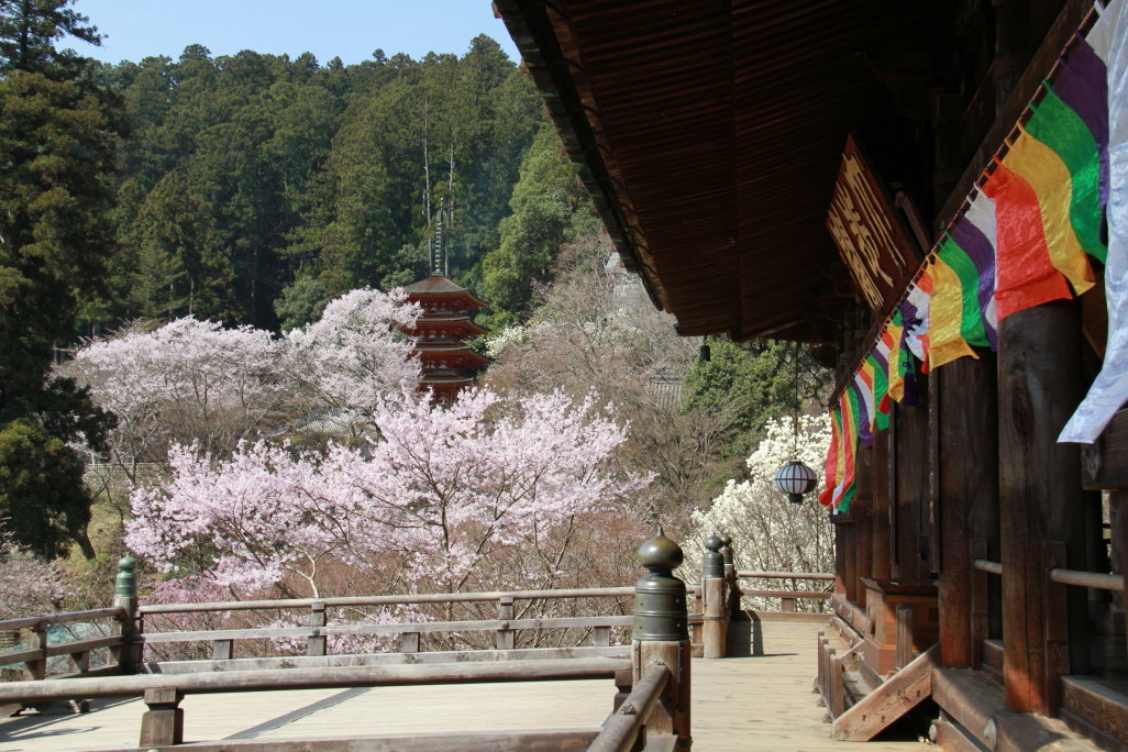 長谷寺の桜_e0284800_20521066.jpg