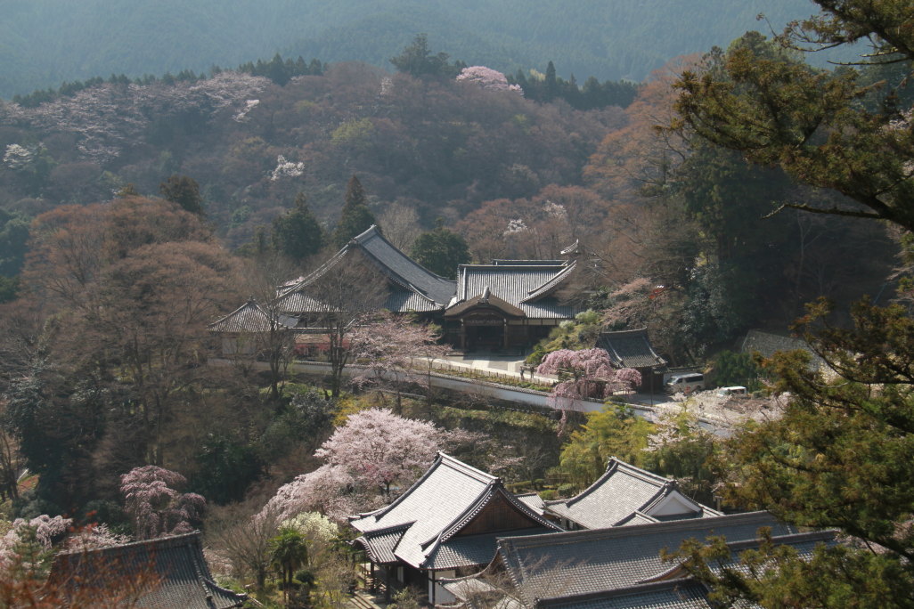 長谷寺の桜_e0284800_20531068.jpg