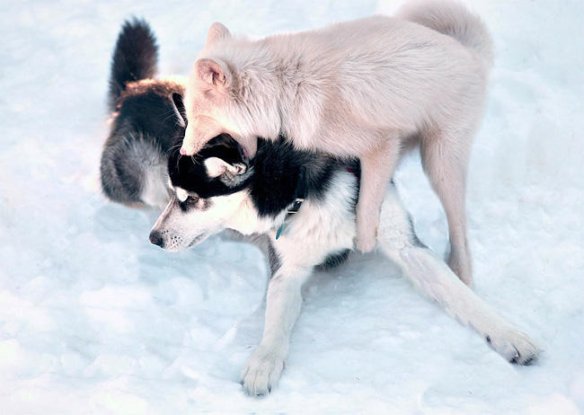 からくれない動物　６７_c0072801_1424026.jpg