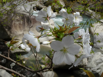 お花見放浪記_c0125501_6455085.jpg