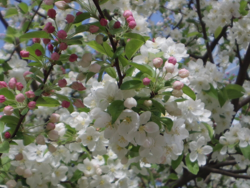 ラデファンスの花いっぱいの春_e0123104_13531893.jpg