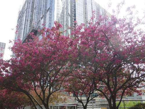 ラデファンスの花いっぱいの春_e0123104_13543964.jpg
