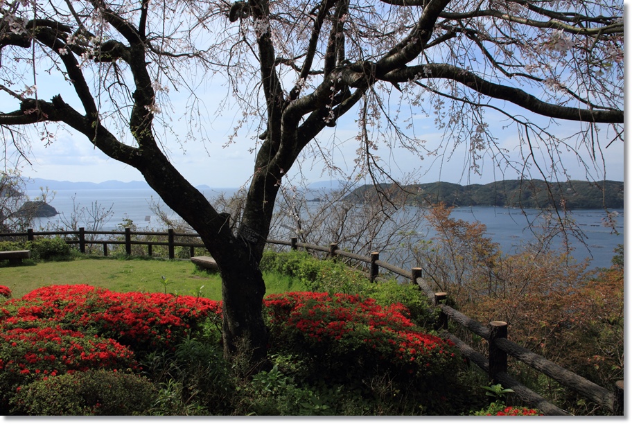 愛南の桜⑤　　しだれ桜_a0057905_11232641.jpg