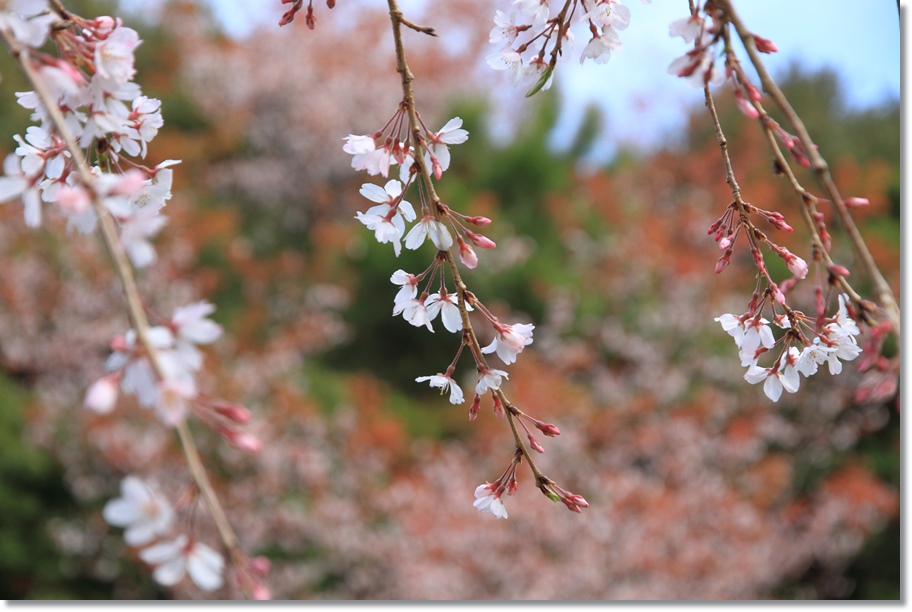 愛南の桜⑤　　しだれ桜_a0057905_1129037.jpg