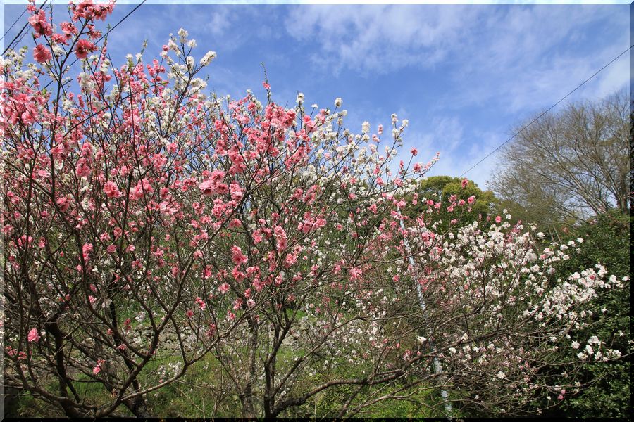 愛南の桜⑤　　しだれ桜_a0057905_1140681.jpg