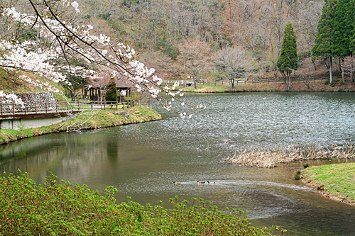 桜の撮影_b0014607_18522894.jpg