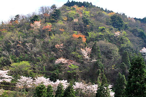 桜の撮影_b0014607_1852404.jpg